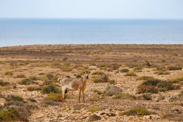 Goat farming is widespread on the island of Fuerteventura in the Canary Islands
