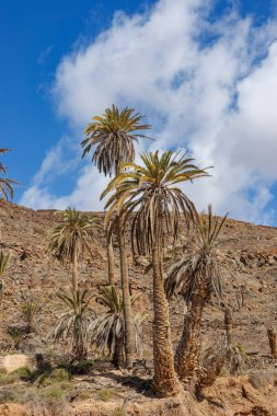 Kanarya Adaları 'ndaki Fuerteventura adasındaki Barranco de la Madre del Agua vahası.
