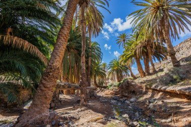 Kanarya Adaları 'ndaki Fuerteventura adasındaki Barranco de la Madre del Agua vahası.