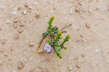 Kanarya Adaları 'ndaki Fuerteventura adasının kumlu plajlarında ve kumullarında sık sık lezzetli Çakıl bulunur.