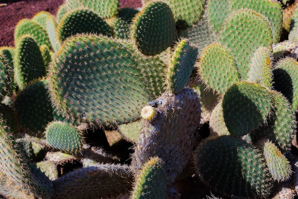 Den Taggiga Päron Typisk Växt Det Subtropiska Området Fuerteventura Kanarieöarna — Stockfoto