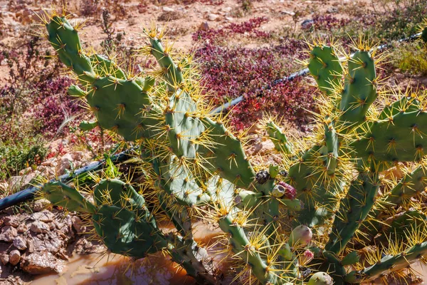 Den Taggiga Päron Typisk Växt Det Subtropiska Området Fuerteventura Kanarieöarna — Stockfoto