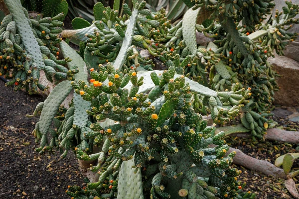 Figue Barbarie Est Une Plante Typique Zone Subtropicale Île Fuerteventura — Photo
