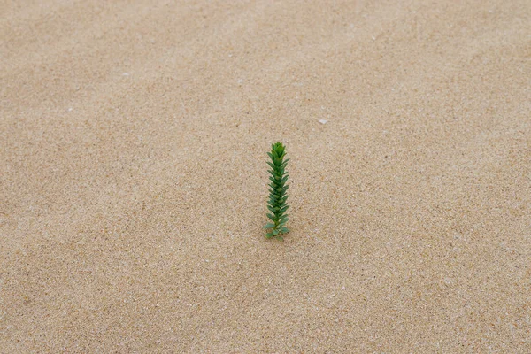 Sukulent Euphorbia Paralias Frequentemente Encontrado Nas Dunas Areia Ilha Fuerteventura — Fotografia de Stock
