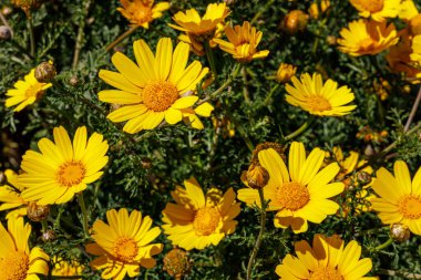 Çiçekli vahşi Anacyclus İtalya 'nın Sicilya adasında ışık saçıyor.