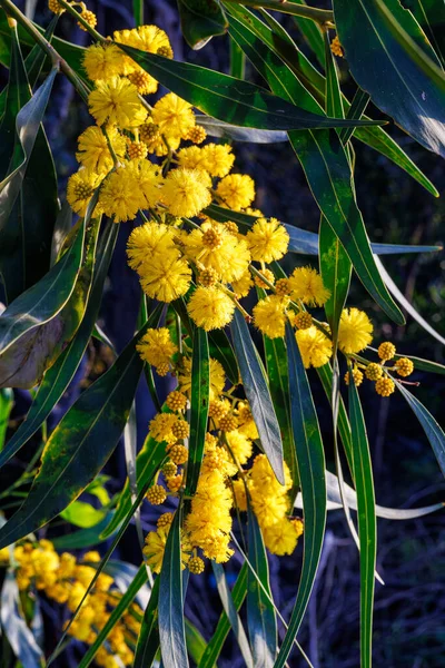 Филиалы Цветы Acacia Saligna Острове Сицилия Италия — стоковое фото