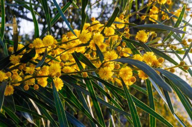 İtalya 'nın Sicilya adasındaki Acacia saligna dalları ve çiçekleri