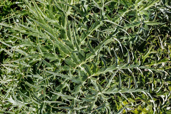 Blätter Von Cynara Cardunculus Auf Einer Wiese Auf Der Westlichen — Stockfoto