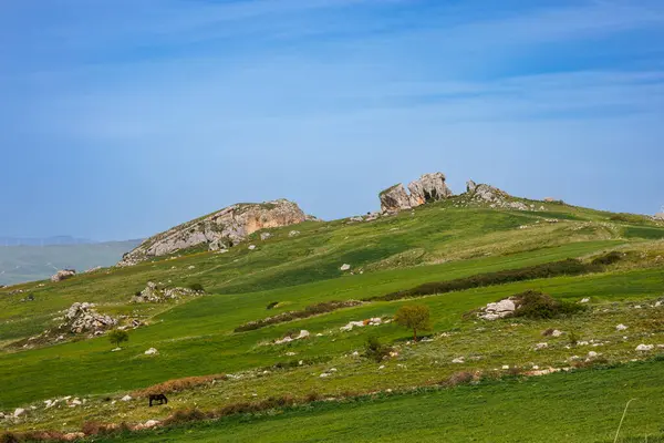 シチリア島西部の丘陵の牧草地 イタリア — ストック写真