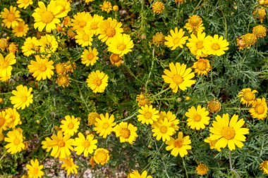 Anacyclus radiatus İtalya 'nın Sicilya adasında vahşice büyüyor.