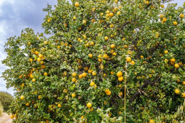 İtalya 'nın Sicilya adasında meyve bahçelerinde olgunlaşan limonlar