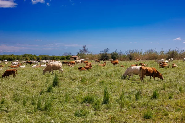 Herd Cows Grazing Meadow East Island Sicily Italy — Stock Photo, Image