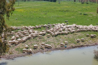 İtalya 'nın Sicilya adasındaki Poma Gölü' nde otlayan koyun sürüsü.