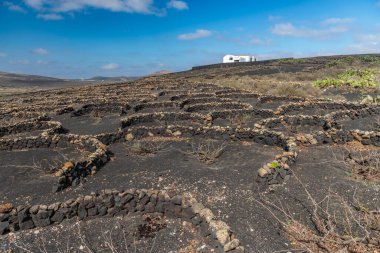 İspanya 'nın Kanarya Adaları' ndaki Lanzarote adasında yetişen tipik üzüm.