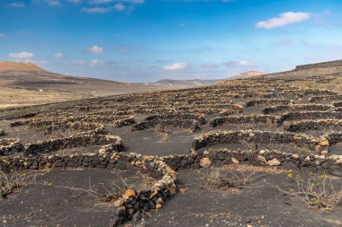 İspanya 'nın Kanarya Adaları' ndaki Lanzarote adasında yetişen tipik üzüm.