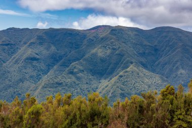 Portekiz 'in Madeira adasındaki Fanal çevresindeki yüksek dağ manzarası