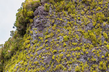 Portekiz 'in Madeira adasındaki bir dağ sırasındaki volkanik kayalarda bitki örtüsü