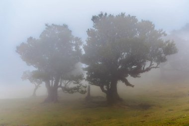 Portekiz 'in Madeira adasında Sihirli Fanal Laurel Ormanı