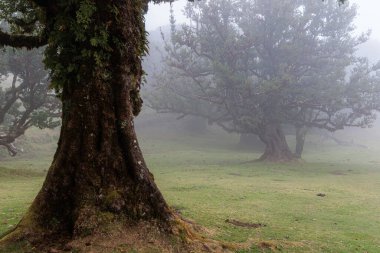 Portekiz 'in Madeira adasında Sihirli Fanal Laurel Ormanı