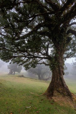 Portekiz 'in Madeira adasında Sihirli Fanal Laurel Ormanı