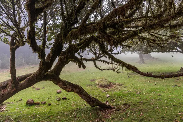 stock image Magical Fanal Laurel Forest on the island of Madeira, Portugal