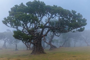 Portekiz 'in Madeira adasında Sihirli Fanal Laurel Ormanı