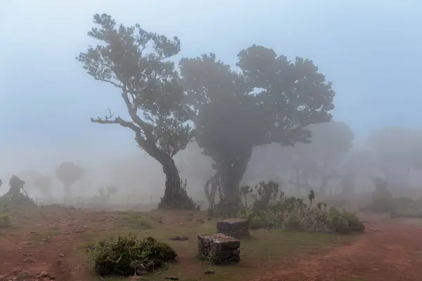 stock image Magical Fanal Laurel Forest on the island of Madeira, Portugal