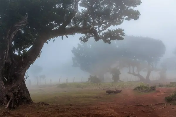 stock image Magical Fanal Laurel Forest on the island of Madeira, Portugal