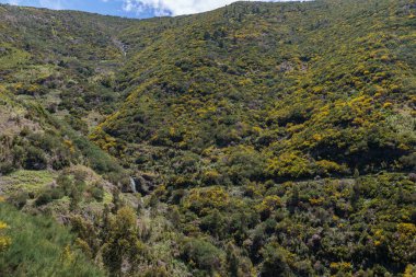 Portekiz 'in Madeira adasındaki Levada 25 Fonte bölgesinde bitki ve su dağıtımı