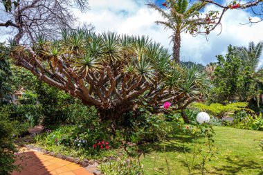 Portekiz 'in Madeira adasındaki Quinta Splendida Botanik Bahçesi