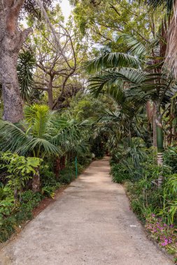 Portekiz 'in Madeira adasındaki Quinta Splendida Botanik Bahçesi