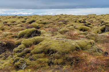 Typical vegetation of mosses and lichens at Medallandsvegur on the island of Iceland, North Atlantic clipart