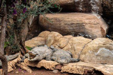 Cocodrilo Park Büyük Kanarya, İspanya 'da Nil Timsahı