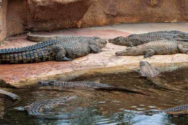 Cocodrilo Park Büyük Kanarya, İspanya 'da Nil Timsahı
