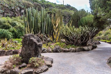 Botanik bahçesi Jardin Botanico Viera y Clavijo, Gran Canaria, Kanarya Adaları, İspanya