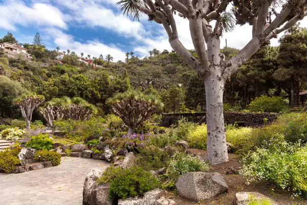 Botanik bahçesi Jardin Botanico Viera y Clavijo, Gran Canaria, Kanarya Adaları, İspanya