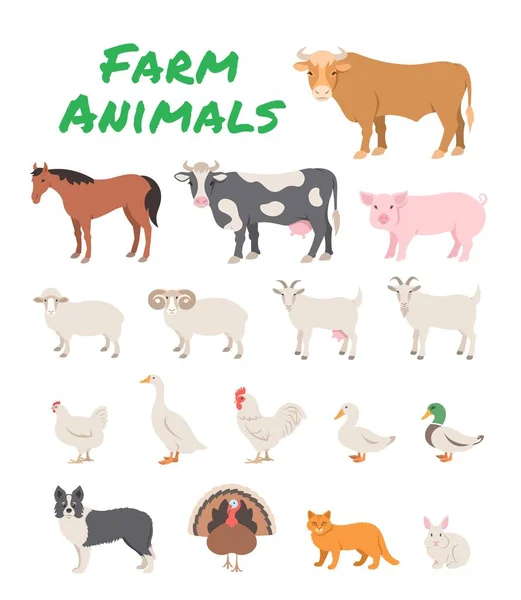 Domestic Farm Animals Flat Illustration Cartoon Infographics Large Small Cattle — Stock Vector