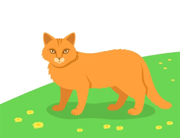 Red Cat Walking Outdoor Green Meadow Domestic Farm Pet Animal — Stock Vector