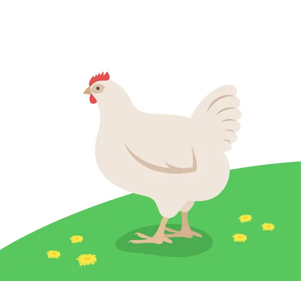 白鸡站在绿草上 家养家禽 关于母鸡的平面卡通画 春季草甸背景 — 图库矢量图片