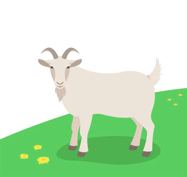 Horned Male Goat Standing Green Grass Domestic Farm Animal Grazing — Stock Vector