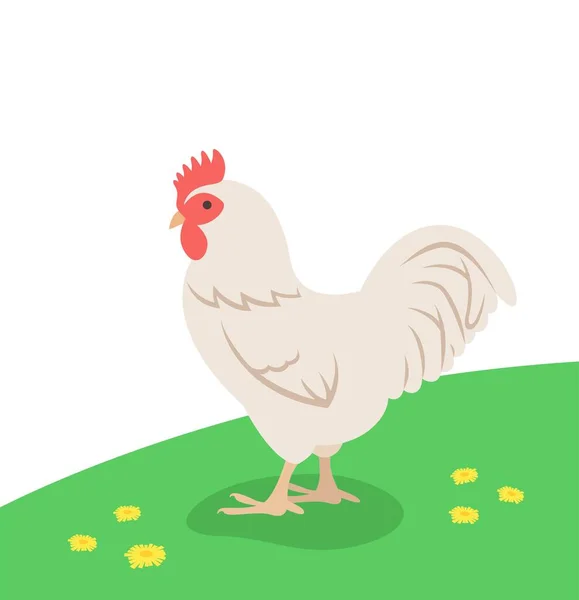 白色的公鸡站在绿草上 家养家禽 鸡巴的平面卡通画 春季草甸背景 — 图库矢量图片