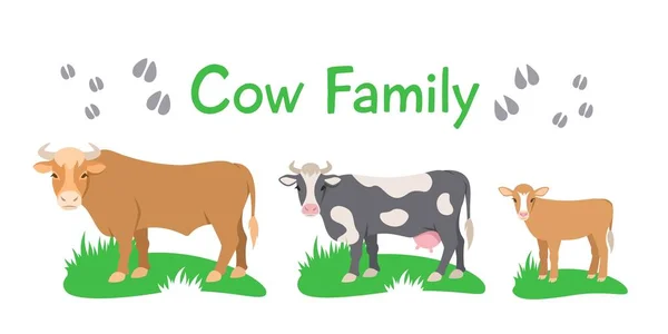 子牛が草の上に立っている フラットベクトル漫画イラスト 白に隔離されてる 家畜の家畜家族 成熟した男性と子孫を持つ女性 側面図 — ストックベクタ