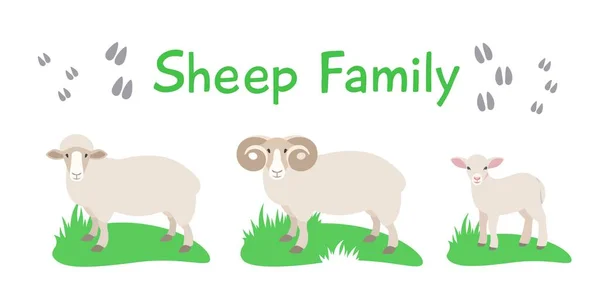 羊と羊と子羊が草の上に立っている フラットベクトル漫画イラスト 白に隔離されてる 家畜家族 成熟した男性と子孫を持つ女性 側面図 — ストックベクタ