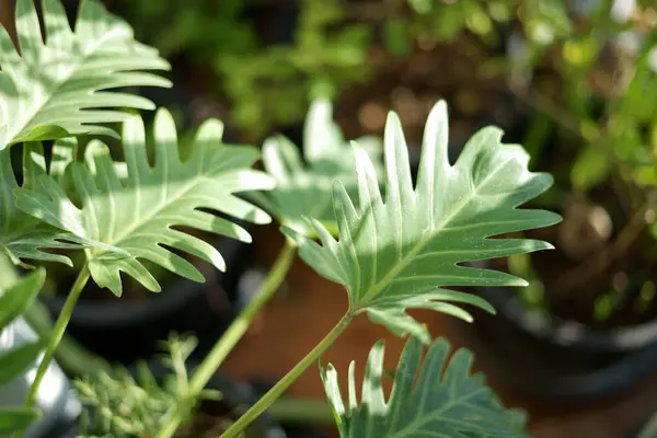 Xanadu yapraklarının üst görüntüsü, belirgin bir şekil, koyu lobları ve parlak bir yüzeyi var, koyu yeşil renkte. Arkaplan bırakır. Bu umatophyllum xanadu. Philodendron xanadu.