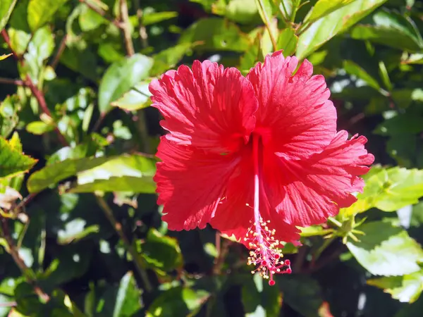 Hibiscus rosa-sinensis çiçeğinin parlak kırmızı çiçeği yemyeşil yaprakların arka planında.