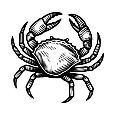 Vector vintage yengeç çizimi. El çizimi tek renkli deniz ürünleri illüstrasyonu. Menü, poster veya etiket için harika.