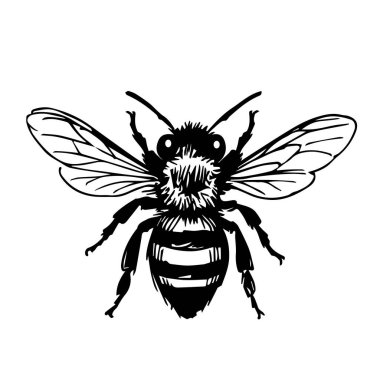 Beyaz arka planda izole edilmiş, detaylı bir vektör klipsi sanatının el çizimleri.