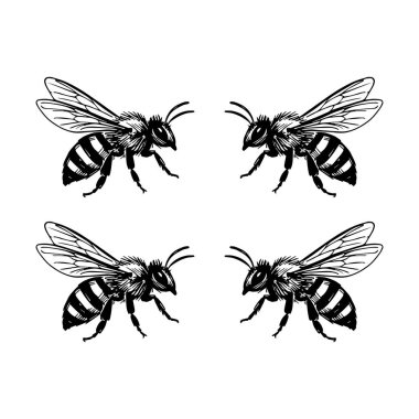 Beyaz arka planda izole edilmiş, detaylı bir vektör klipsi sanatının el çizimleri.