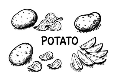 Bir dizi patates çizimi. Dilimlenmiş parçalar ve cips. izole arkaplan