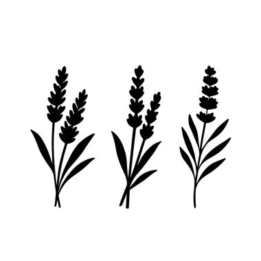 Lavanta dalı silueti. Beyaz arkaplanda izole edilmiş vektör.